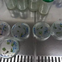 درخواست همکاری در زمینه کشت بافت گیاهی (اراک)