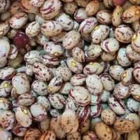 حبوبات درجه یک فروش به صورت عمده وتناژ