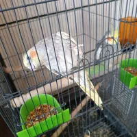 عروس هلندی|پرنده|شیراز, شهرک مهرگان|دیوار