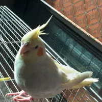 عروس هلندی|پرنده|سلطانیه, |دیوار