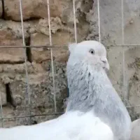 کفتر کله ای