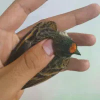 پرنده گلبسر|پرنده|کوهدشت, |دیوار