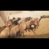 میش افشاری ابستن روی مایه