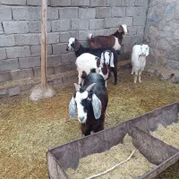 پنج بز خوب دهن جور همه آبستن یکی با بزغاله|حیوانات مزرعه|چهاربرج, |دیوار