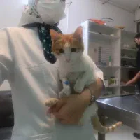 گربه نارنجی|گربه|مشهد, حسینآباد|دیوار