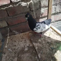 ماده سینه ای