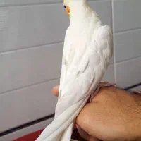 عروس هلندی نر دستی