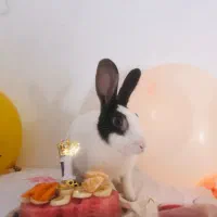 واگذاری رایگان خرگوش|موش و خرگوش|تربت جام, جامی|دیوار