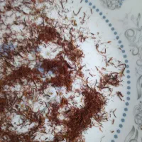 زعفران ریشه دار