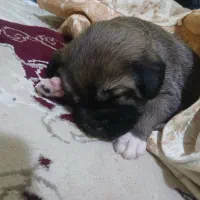 سرابی|سگ|اسفراین, |دیوار