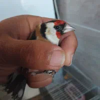 سهره|پرنده|تیکمه داش, |دیوار