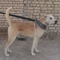 سگ ...حیوان|سگ|شیروان (خراسان), |دیوار