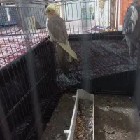 جفت عروس پاریس|پرنده|حمیدیه, |دیوار