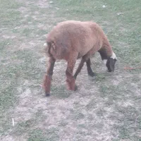 دو عدد بره نروماده|حیوانات مزرعه|فاضل آباد, |دیوار