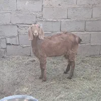 دوزدیده شدن|حیوانات|گنبکی, |دیوار