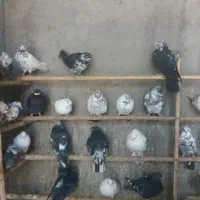 فروش فوری تعدادی کبونر پرش بالا|پرنده|ابریشم, |دیوار