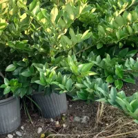 یاس هلندی سطل ۱۰|گل و گیاه طبیعی|تنکابن, |دیوار