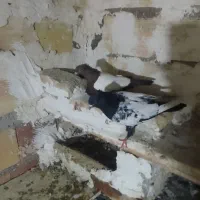 یجفت سینلی یدونه دمسفید یدونه سینلی قزمش