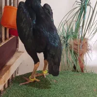 خروس تخم لاری اوشامو|حیوانات مزرعه|تهران, شهرک دریا|دیوار