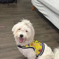 سگ شیطون وبازیگوش