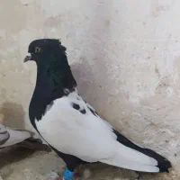 کبوتر|پرنده|شیروان (خراسان), |دیوار