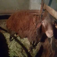 فروش قوچ ۲ساله