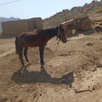 اسب نر نجیب ورام|اسب و تجهیزات اسبسواری|بیضا, |دیوار