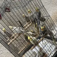 عروس هلندی جفت