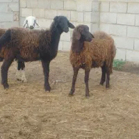 3عددتوقلی و3عددبزغاله ماده گوسفند|حیوانات مزرعه|گرگان, |دیوار