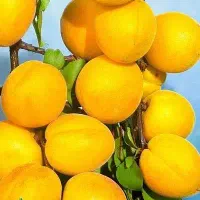 شروع پیش فروش نهال زردالو انبه ای|خدمات باغبانی و درختکاری|رزن, |دیوار