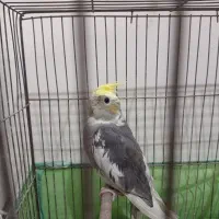 عروس هلندی نره