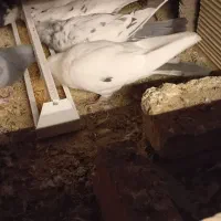 کبوتر|پرنده|شاهرود, |دیوار