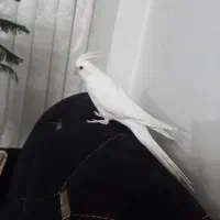 عروس هلندی|پرنده|مشهد, رضاییه|دیوار