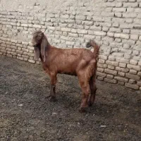 بزغاله نر پاکستانی اصل ،مخصوص تخمی|حیوانات مزرعه|آق قلا, |دیوار