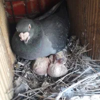 پلاکی اصل|پرنده|لردگان, |دیوار