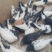 دسته بهبونی