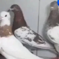 کفتر گم شده سینه صیدشو میدم