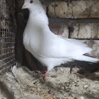 پارساباد|پرنده|پارس‌آباد, |دیوار