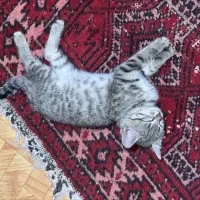 واگذاری گربه|گربه|قم, انصار‌الحسین|دیوار