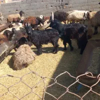 فروش بزغاله دوبر روزگار