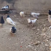 تعدادی زیادی کبوتر فروشی|پرنده|مسجد سلیمان, |دیوار