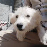 سگ شیتزو نژاد اصل|سگ|تبریز, |دیوار