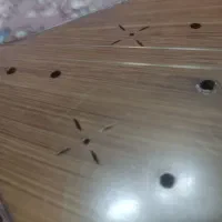 ساز چهار تار|سازهای سنتی|زاهدان, |دیوار