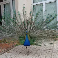 طاووس نر