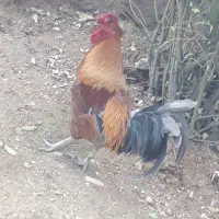 خروس کردی چهل پوک|حیوانات مزرعه|سرپل ذهاب, |دیوار