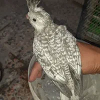 جوجه عروس هلندی ایزابلا|پرنده|بندرعباس, |دیوار