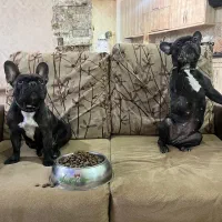 غذای خشک سگ و گربه