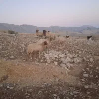 دوازده عدد گوسفند|حیوانات مزرعه|آبدانان, |دیوار