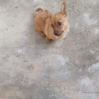 سگ ماده|سگ|مشهد, کارگران|دیوار