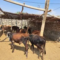 فروش چارتا گوساله نر و سه گاو روهم دونه ۵۰ ملیون|حیوانات مزرعه|لامرد, |دیوار